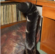 George's tail